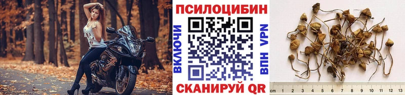 Псилоцибиновые грибы Cubensis  сколько стоит  blacksprut ссылка  Чудово 